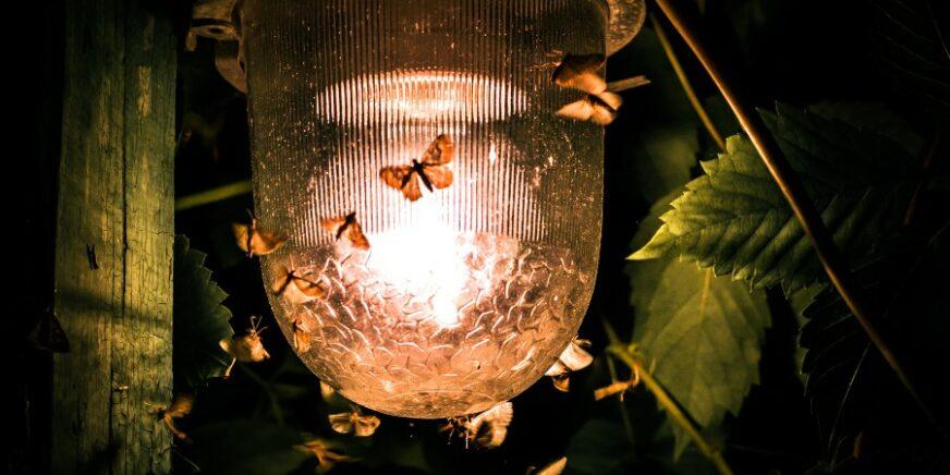 Insektenfreundliche Beleuchtung in der Aussenbeleuchtung